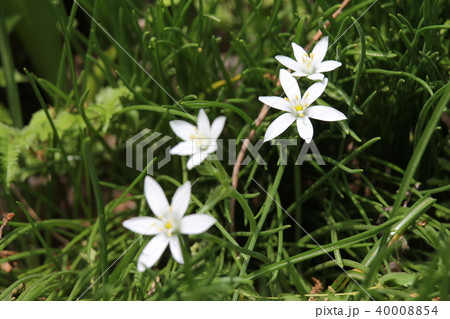 大甘菜 大甘菜 40008854