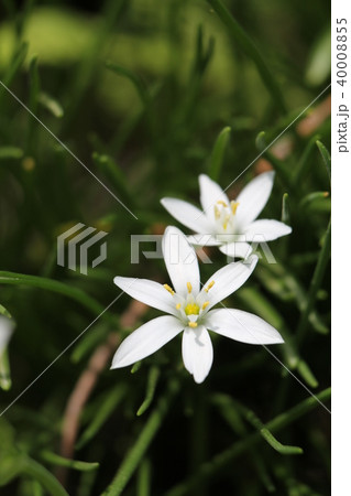 大甘菜 大甘菜 40008855