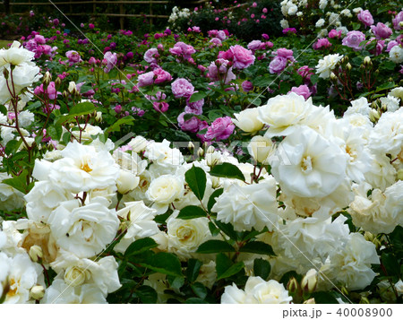 六甲カントリーハウスローズウォーク 40008900