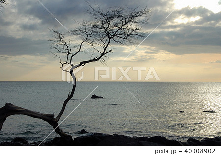 Dead Branch - Kona Dead Branch - Kona 40008902
