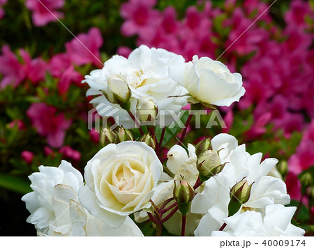 六甲カントリーハウスローズウォーク 40009174