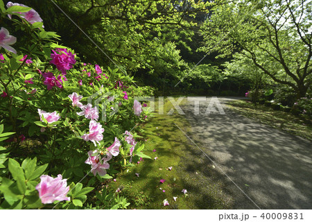 花 フラワー お花 40009831
