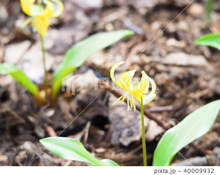 黄色いカタクリの花 黄色いカタクリの花 40009932