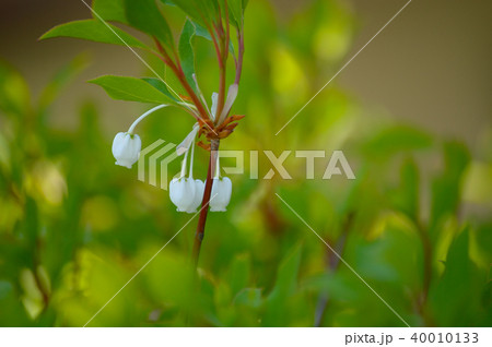 ドウダンツツジ ドウダンツツジ 40010133