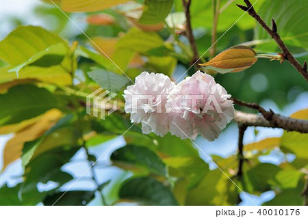 台湾 桜 さくら 40010176