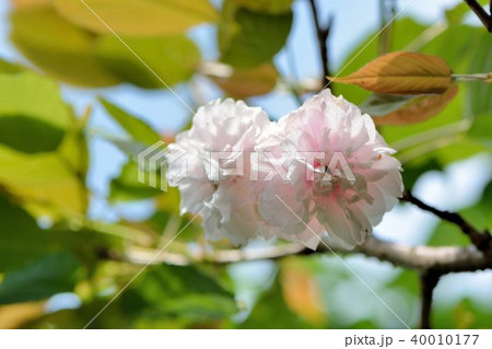 台湾 桜 さくら 40010177