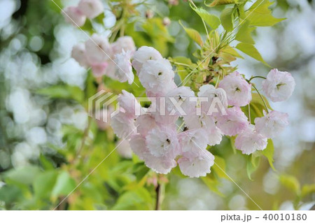 台湾 桜 さくら 40010180