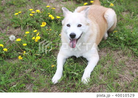 笑顔で伏せる犬とタンポポの写真素材