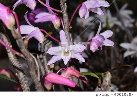 ピンクのセッコク 40010587