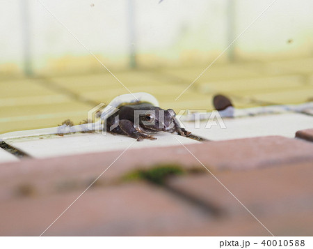 タイルの壁に張り付くカエル 40010588