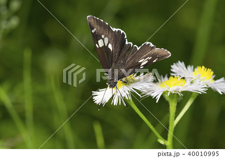 ダイミョウセセリ 40010995