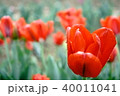 雨の日のチューリップ 40011041