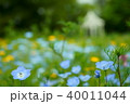 ネモフィラ 40011044