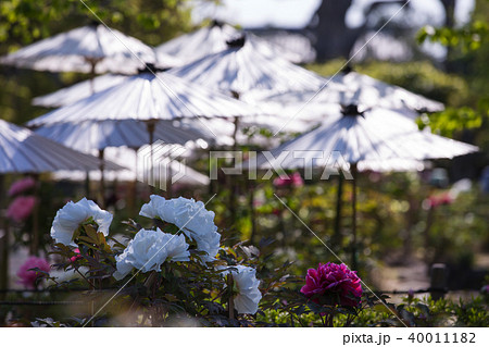 乙訓寺/牡丹 40011182