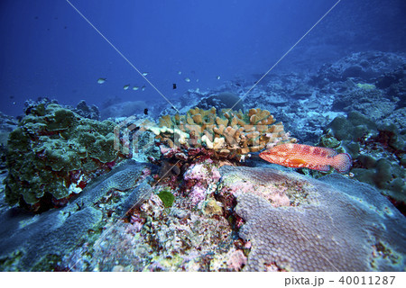 tomato grouper tomato grouper 40011287