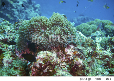 Fish on underwater coral reef 40011303