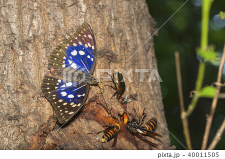 オオムラサキ 40011505