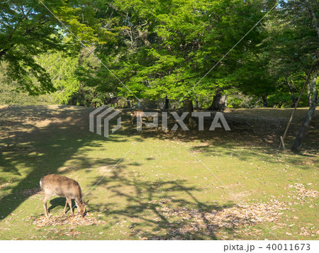 鹿 シカ しか 40011673