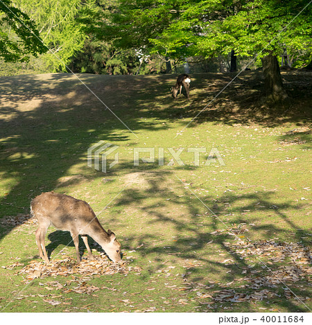 鹿 シカ しか 40011684