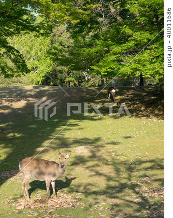 鹿 シカ しか 40011686