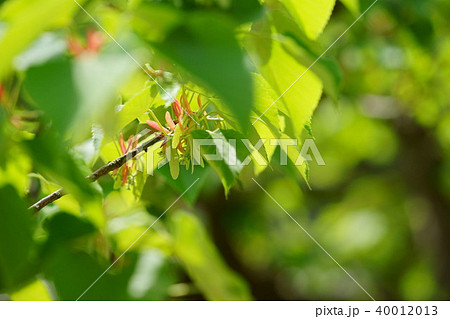 春・菩提樹の木３ 40012013