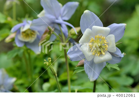 花 フラワー お花 40012061