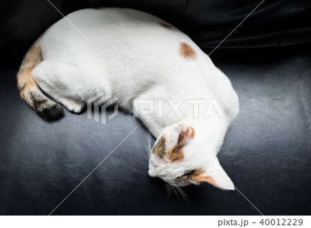 Cat relaxing on the couch 40012229
