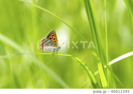 ベニシジミ 40012395