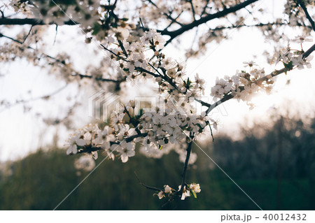 Close-up of lush blossoming cherry twig Close-up of lush blossoming cherry twig 40012432