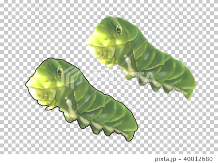 アゲハの幼虫のイラスト素材