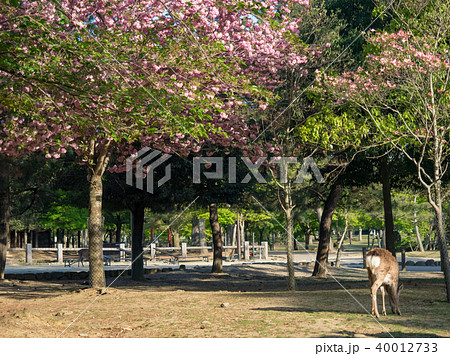 鹿 シカ しか 40012733
