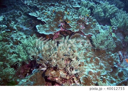 Fish on underwater coral reef 40012755