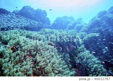 Fish on underwater coral reef 40012767
