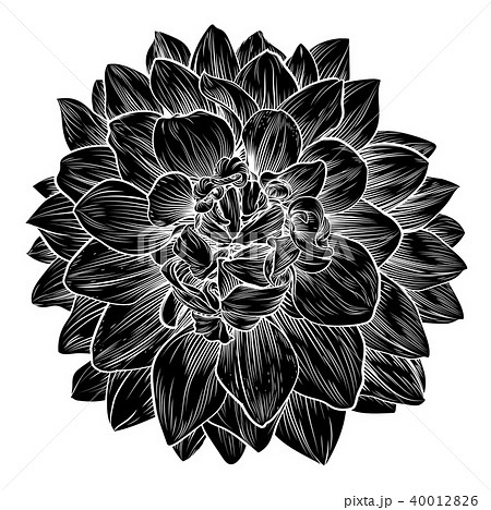 Chrysanthemum Or Dahlia Flower Retro Woodcutのイラスト素材