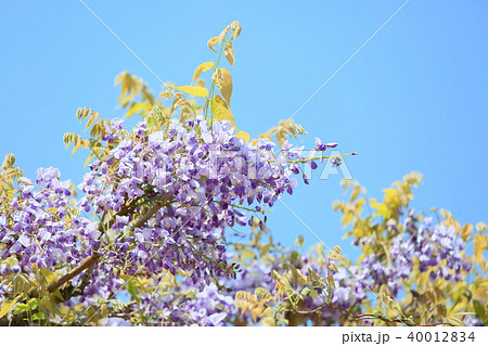 フジの花 40012834