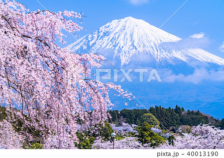 《静岡県》富士山と満開の桜 40013190