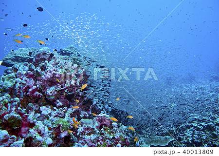 Fish on underwater coral reef 40013809