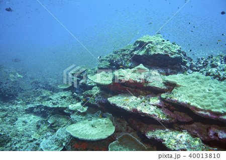 Fish on underwater coral reef 40013810