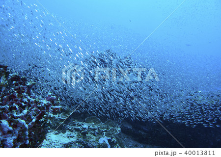 Fish on underwater coral reef 40013811