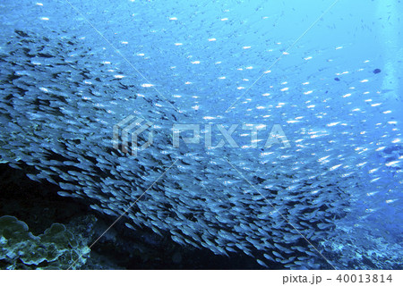 Fish on underwater coral reef 40013814