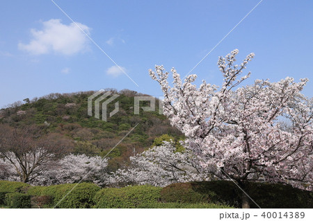 桜と甲山 40014389