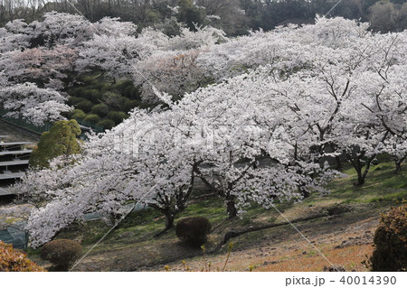 桜・北山ダム 40014390