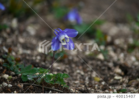 箱根湿生花園のミヤマオダマキ 40015407