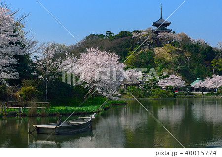 神奈川県横浜市　三溪園　春 40015774