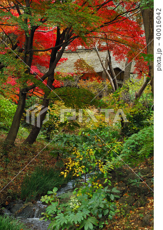 神奈川県横浜市　三溪園　秋 40016042