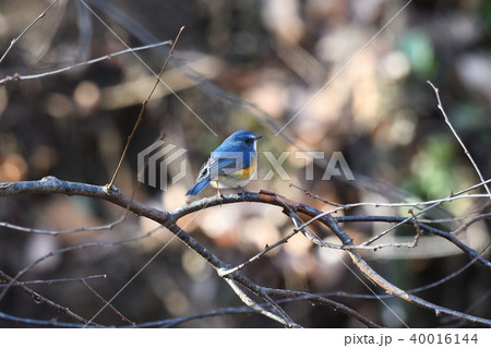 薬師池公園の野鳥 薬師池公園の野鳥 40016144