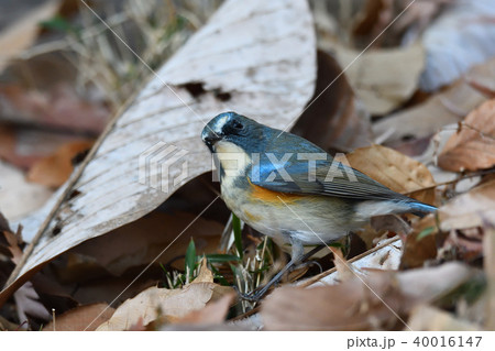 薬師池公園の野鳥 薬師池公園の野鳥 40016147