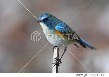 薬師池公園の野鳥 40016148
