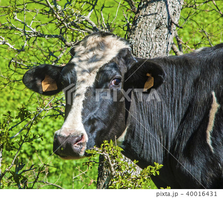 Head of a cow against the pasture Head of a cow against the pasture 40016431
