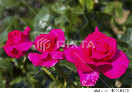 バラ バラ 40016566